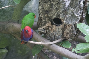 316-5130 San Diego Zoo - Eclectus Parrots
